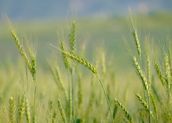 Green wheat closeup