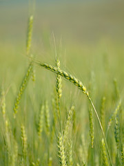 Green wheat closeup