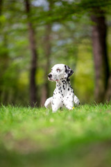 dalmatian