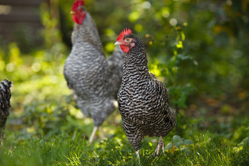 Rooster and chickens on a background of green plants.