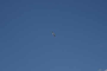 Gabbiano in volo