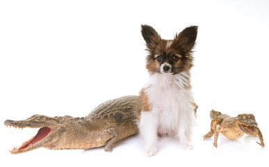 Obraz premium puppy pappillon dog and caiman