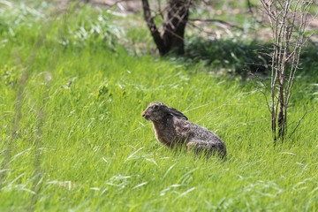 The hare in the green grass. Spring... © chermit