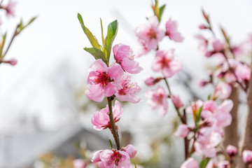  Spring flowering cherry cherry garden close-up for background splash