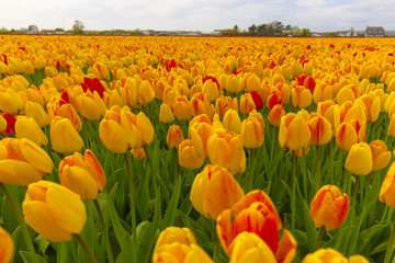 Obraz premium Beautiful flower field in spring time in The Netherlands.
