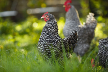 Rooster and chickens on a background of green plants.