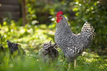 Rooster on a background of green plants.