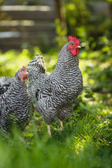 Rooster on a background of green plants.