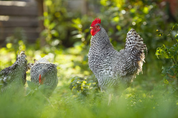 Rooster and chickens on a background of green plants.