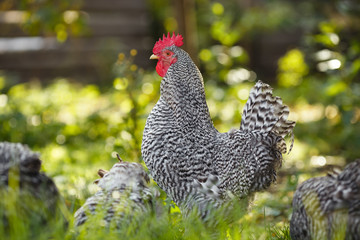 Rooster on a background of green plants.
