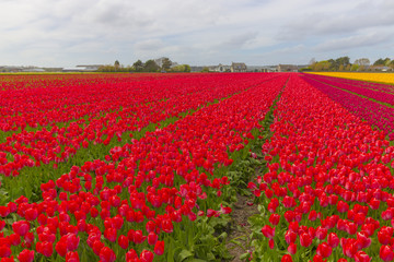 Beautiful flower field in spring time in The Netherlands.