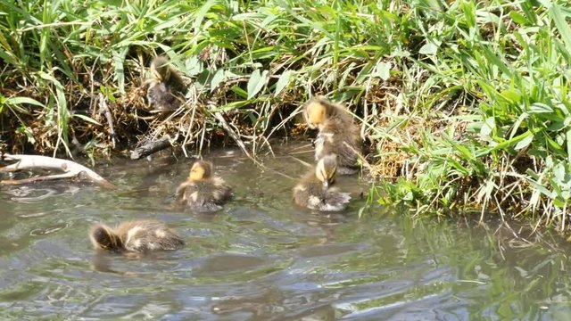 Ducklings and Mom