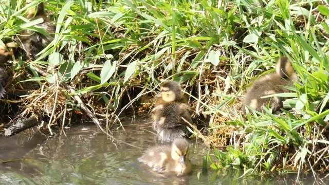 Young Ducklings