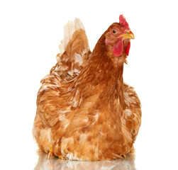 Chicken on white background, isolated object, one closeup animal