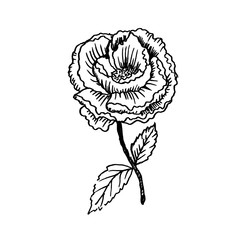 Hand drawn peony flower isolated on white background. Sketch, vector illustration.