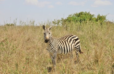 Fototapeta na wymiar Zebra in Nairobi national park, Kenya, East Africa