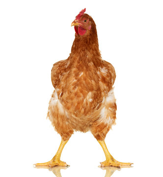Chicken on white background, isolated object, one closeup animal