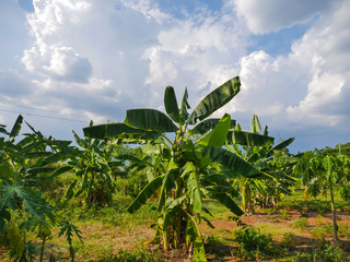 Obraz premium sky with cloud