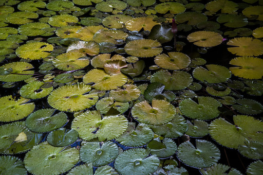 Plants In Tahiti 
