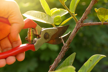 gardener pruning trees with pruning shears on nature background. - obrazy, fototapety, plakaty