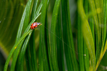 Ladybug on leaf