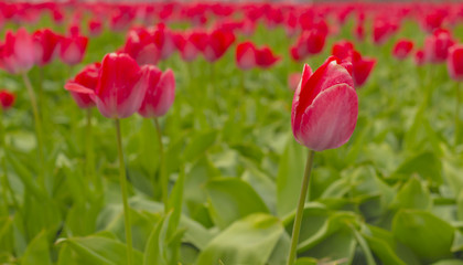 Beautiful flower field in spring time in The Netherlands.