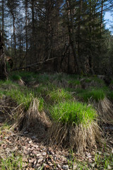 Grashügel im Ummendorfer Ried