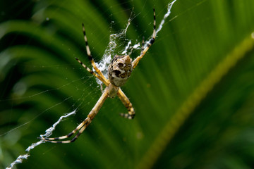 Spider in the wild