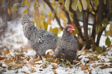 Hen and rooster on a background of autumn leaves and the first snow.