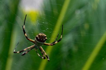 Spider in the wild