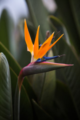 Flower of strelitzia