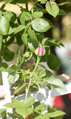 Red rose hips on bush