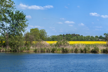 Rapsblüte im Havelland