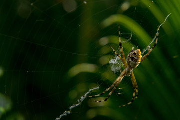 Spider in the wild