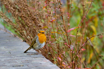 European Robin in the Sunken Garden, Kensington Palace, London, UK.