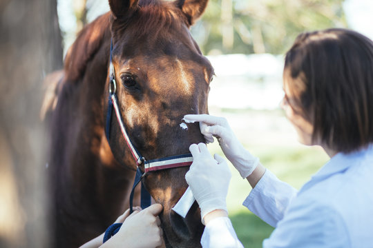 Fototapeta Vet healing wound of a horse outdoors at ranch. Selective focus on woman. 