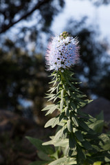 exotic flowers