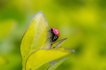 Ladybug on leaf