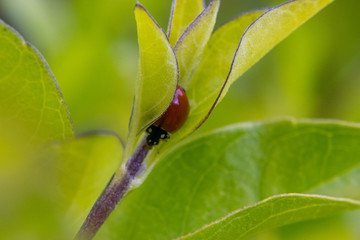 Ladybug on leaf