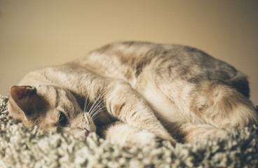 Orange Tabby Cat Sleeping