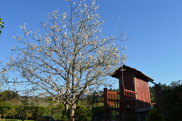 Cereo y h&oacute;rreo