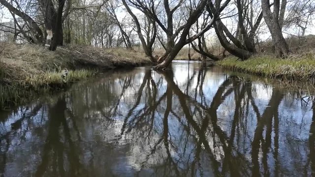 Time-lapse. A forest spring in spring. Windy.