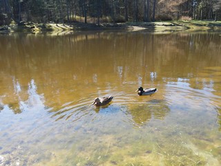 Landscape with beautiful lake with swimming ducks in Lithuania 