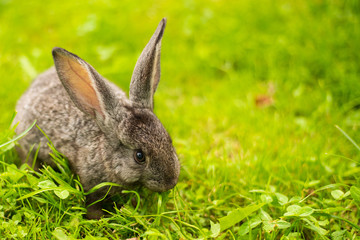 Naklejka na ściany i meble Grey rabbit in grass closeup