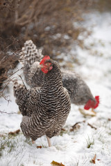 Hen and rooster on a background of autumn leaves and the first snow.