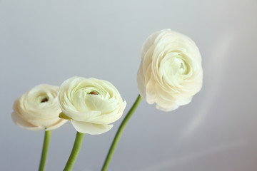Beautiful fresh ranunculus flowers on light background - obrazy, fototapety, plakaty