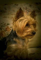 Naklejka premium Perro yorkshire perfil