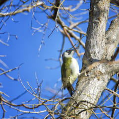 A female green woodpecker standing on a tree at the forest. Picus viridis