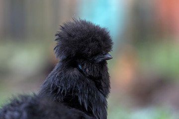 Seidenhuhn Henne
