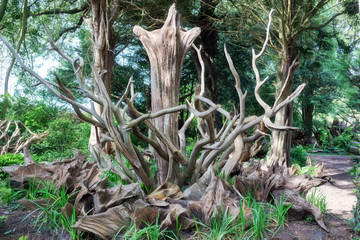 Obraz premium Upturned tree stump as part of a 'stumpery' in a formal English garden